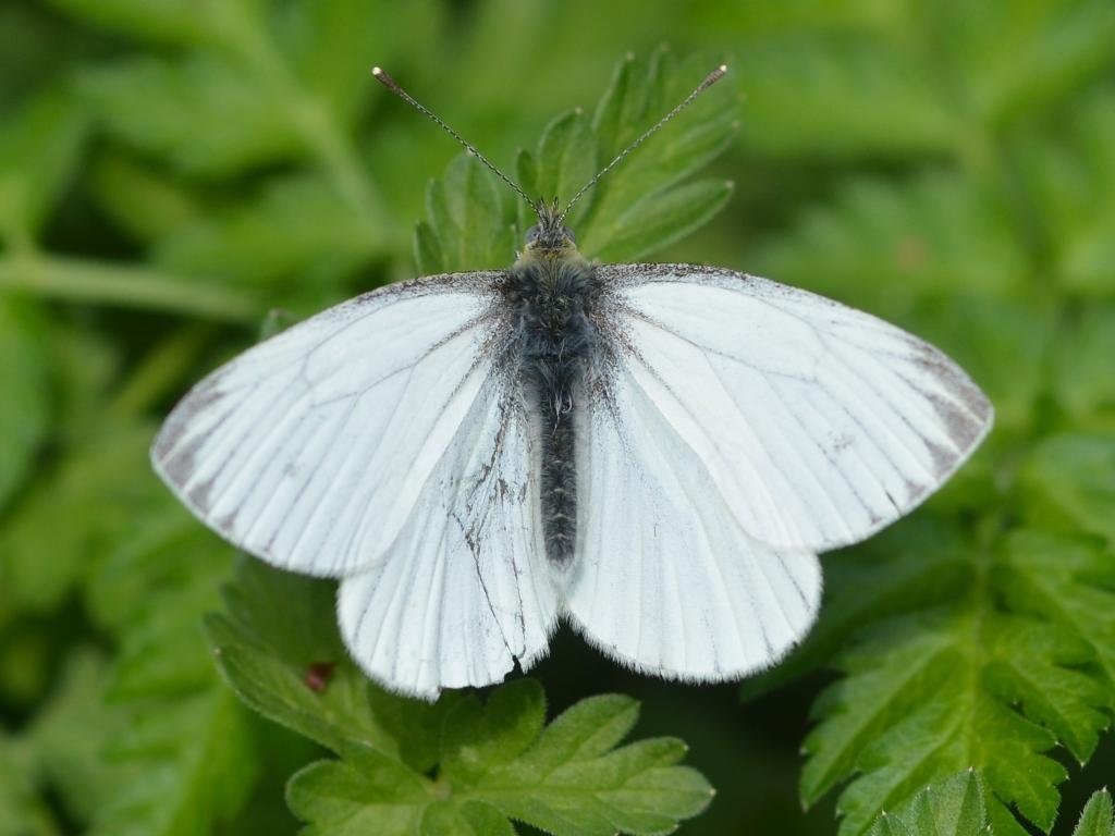 Pieris napi