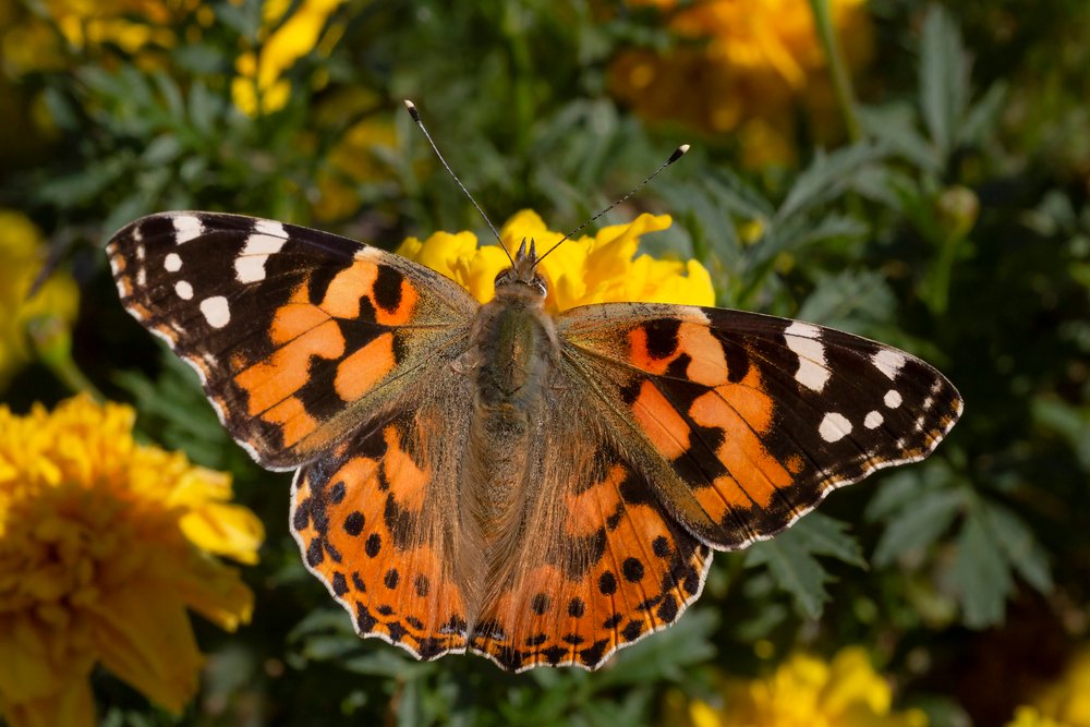 close up of Painted Lady butterfly sitting on yellow flower