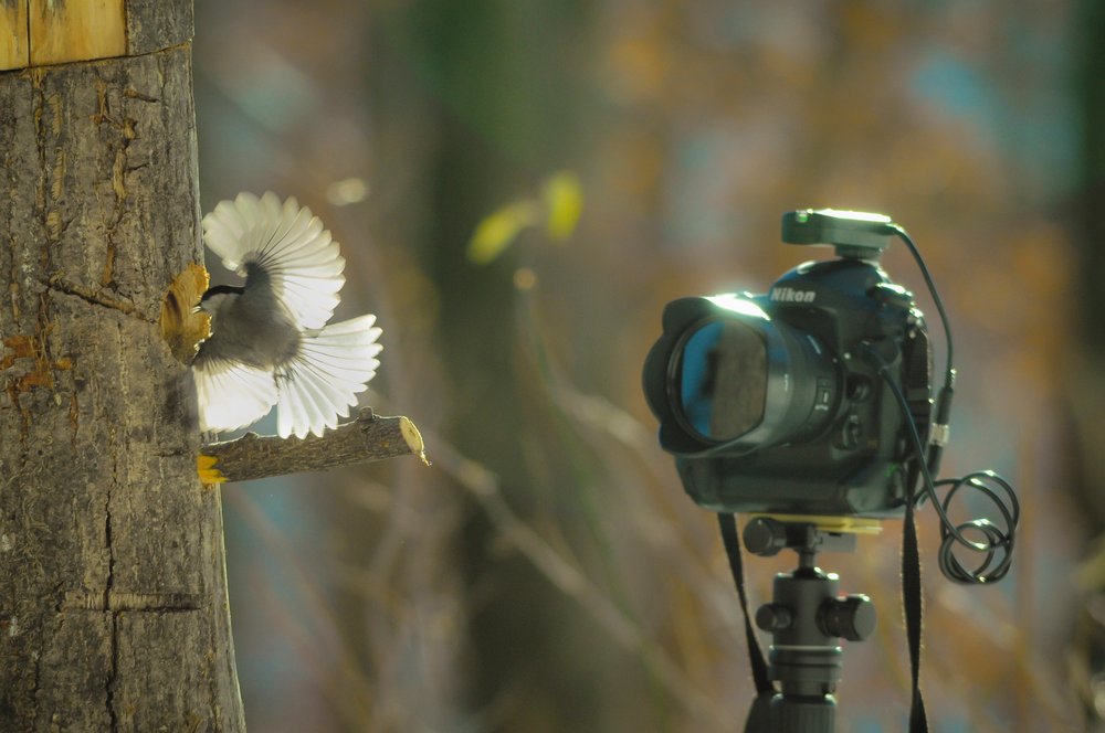 taking a snap photo of a flying species resting on a tree