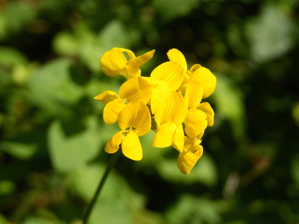 Greater bird's foot trefoil