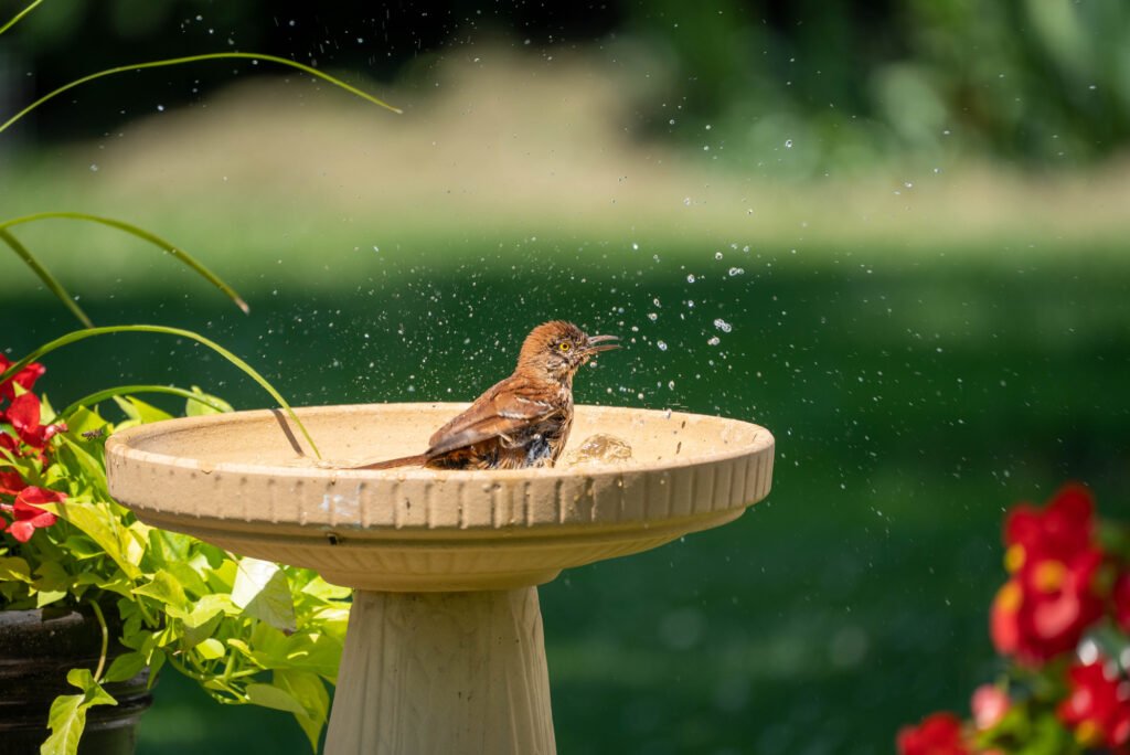 Brown Thrasher Taking a Bath