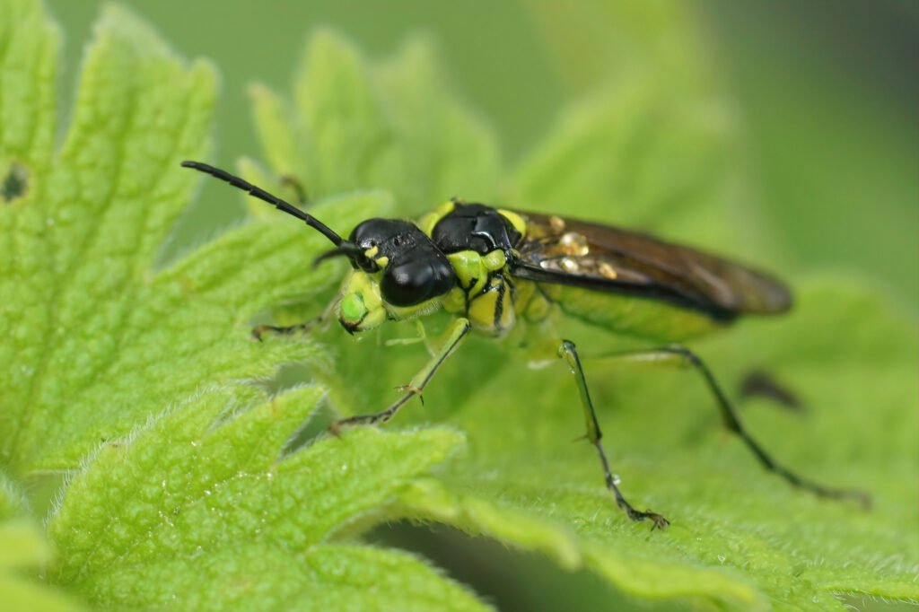 Closeup on a colourful green sawfly,Tenthredo mesomela on a green geranium leaf
