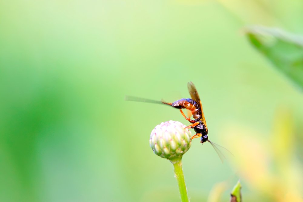 Sawfly on green leaf
