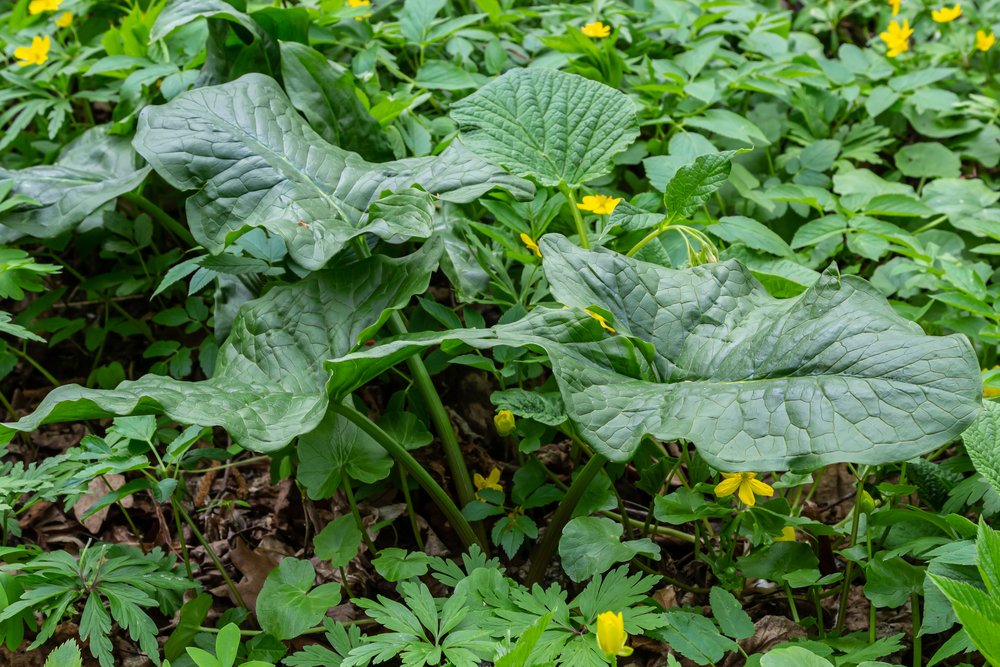 Arum maculatum in habitat. Aka snakeshead, adder's root