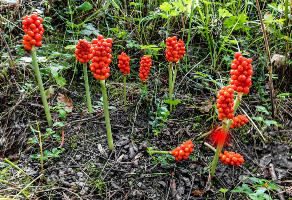 Arum maculatum with red berries, a poisonous woodland plant