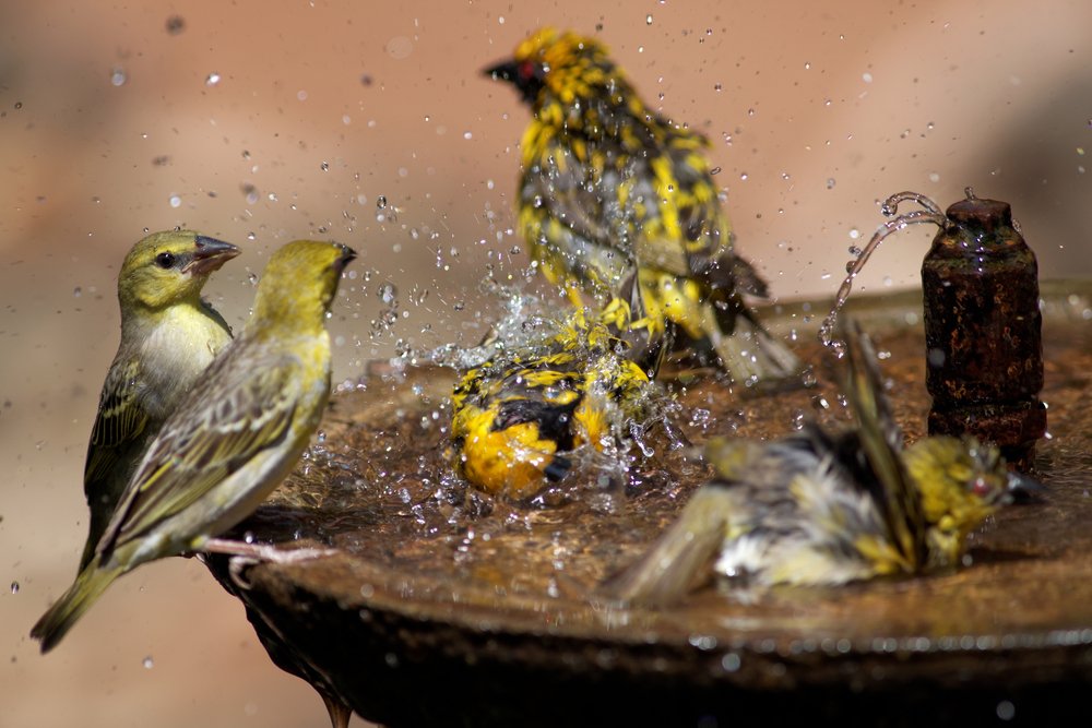 Bird bath fountain