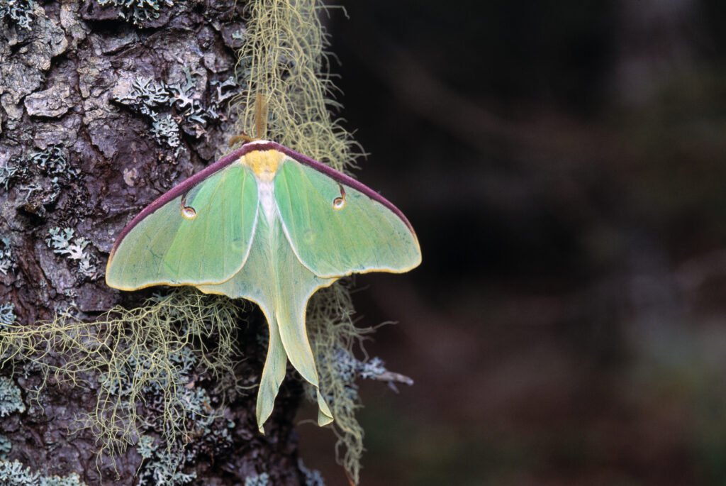luna moth