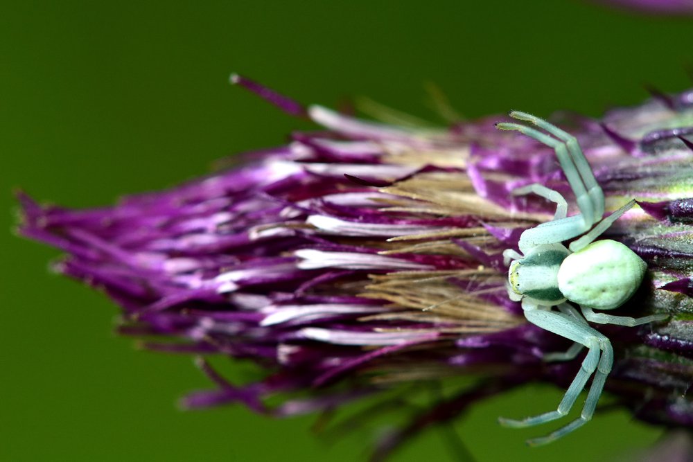 A flower crab spider (Misumena vatia) on thistle