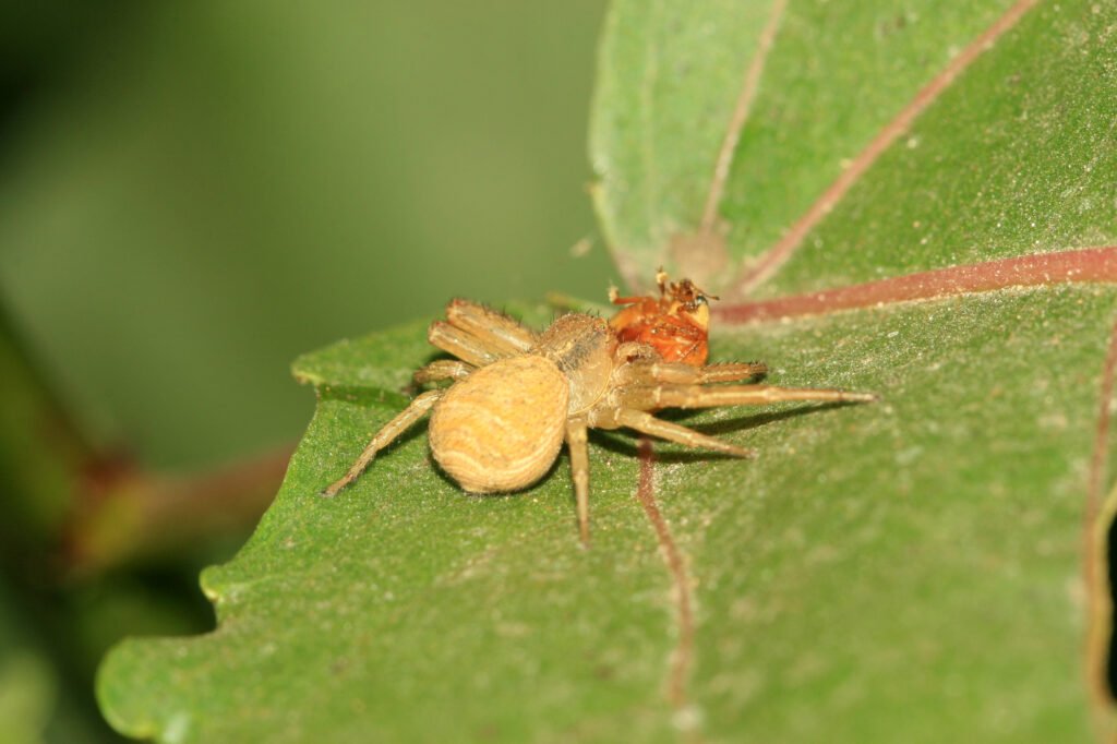 Crab spider on green leaf