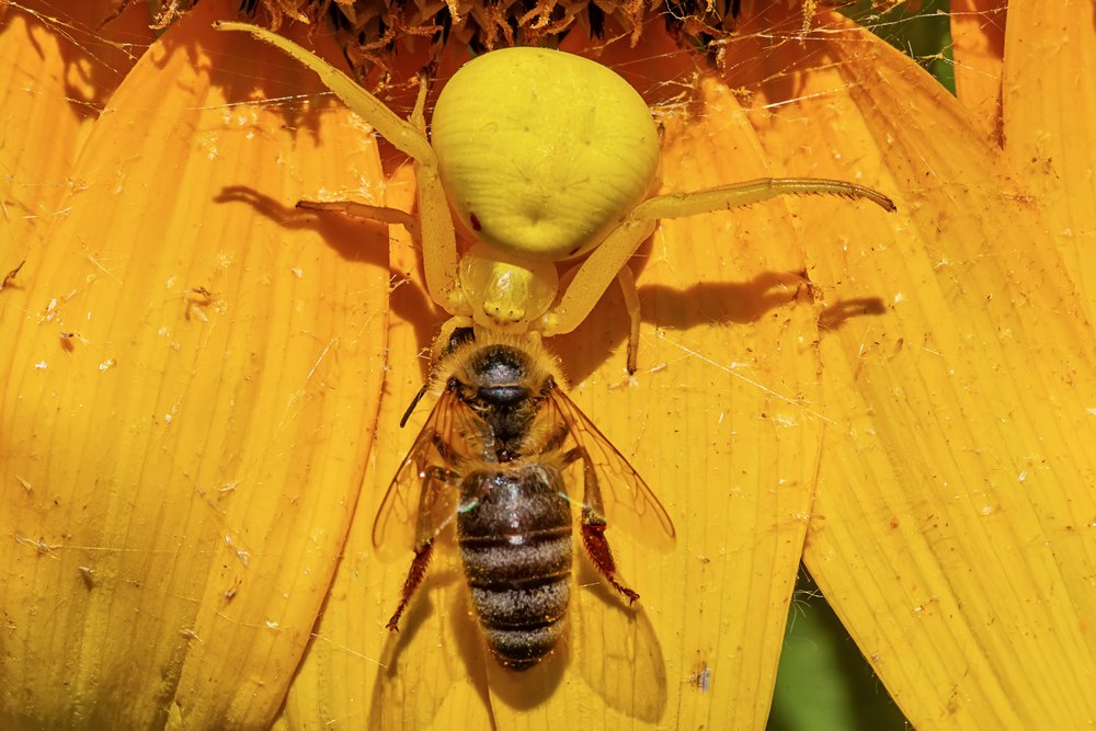 Yellow crab spider caught the bee on the sunflower