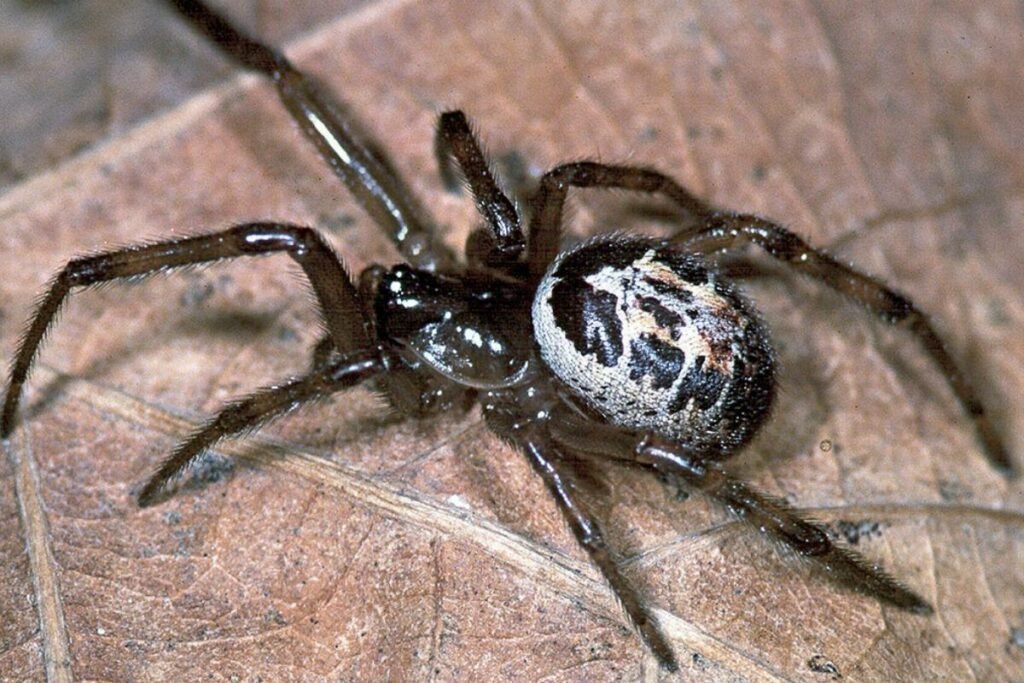 A noble false widow spider rests outdoors on a leaf