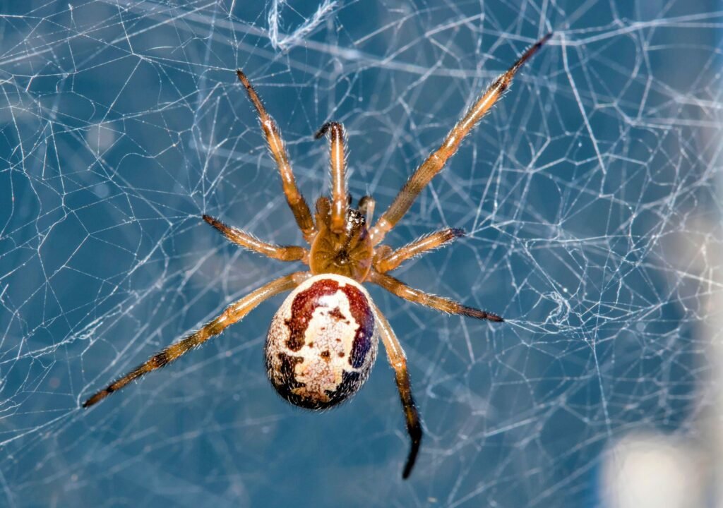 noble false widow spider