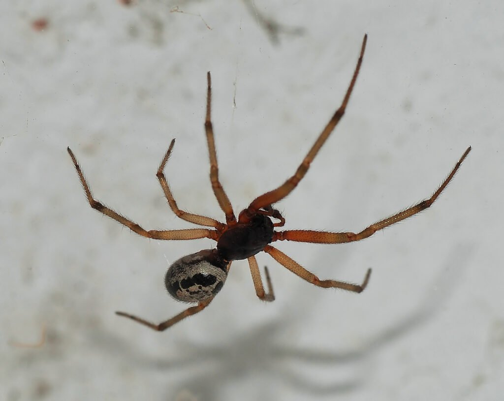 False widow