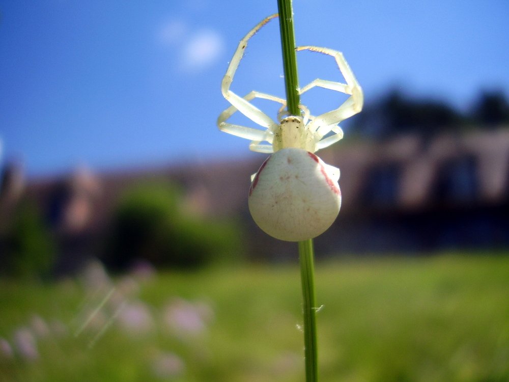 A white crab spider