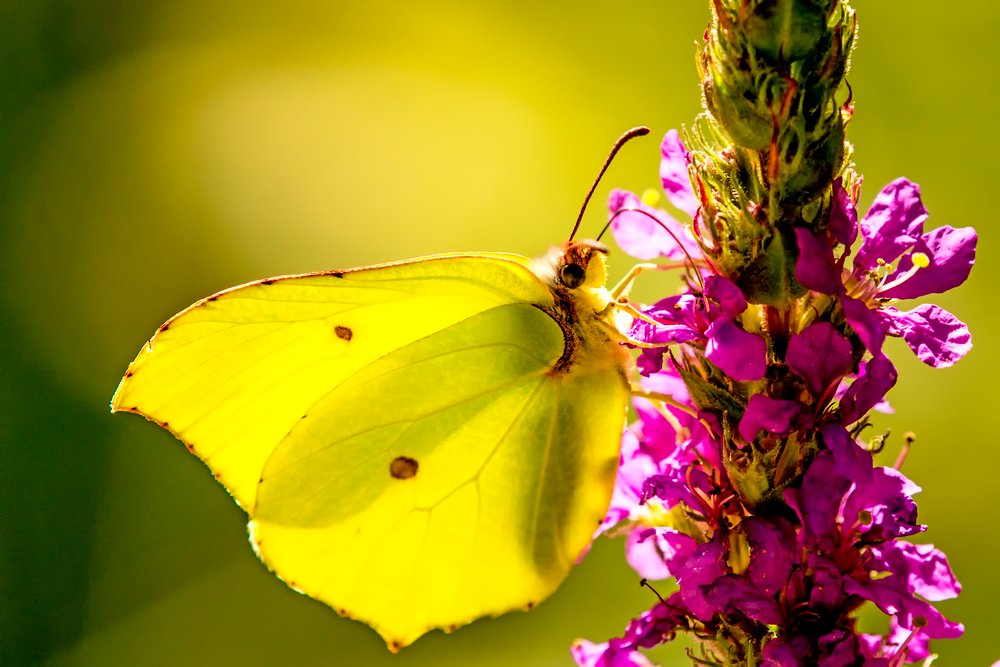 Brimstone butterfly on a flower of a purple loosestrife