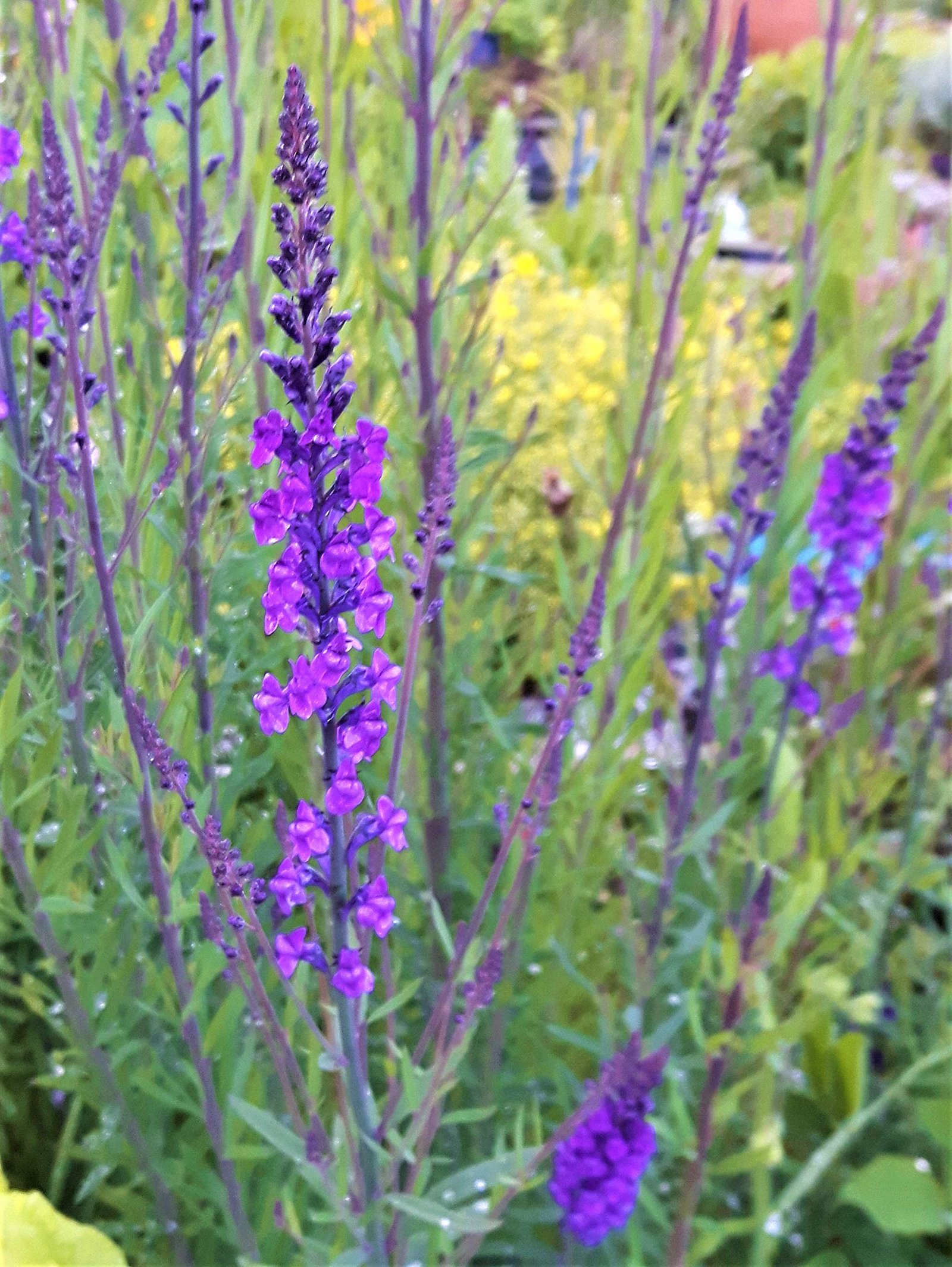 Purple toadflax (Linaria purpurea)