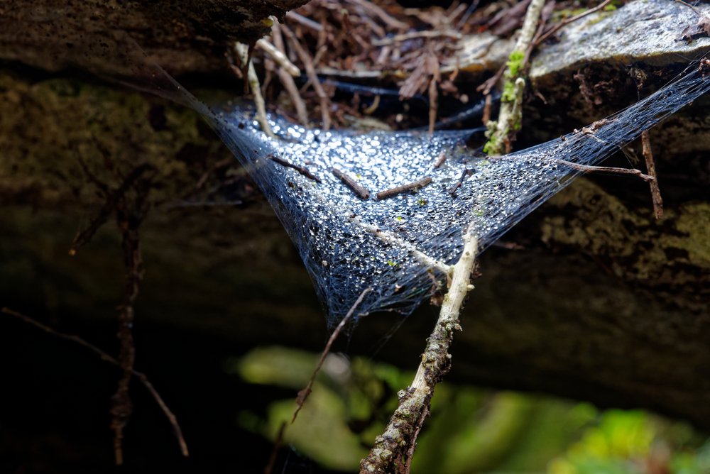 Sheetweb spider's web