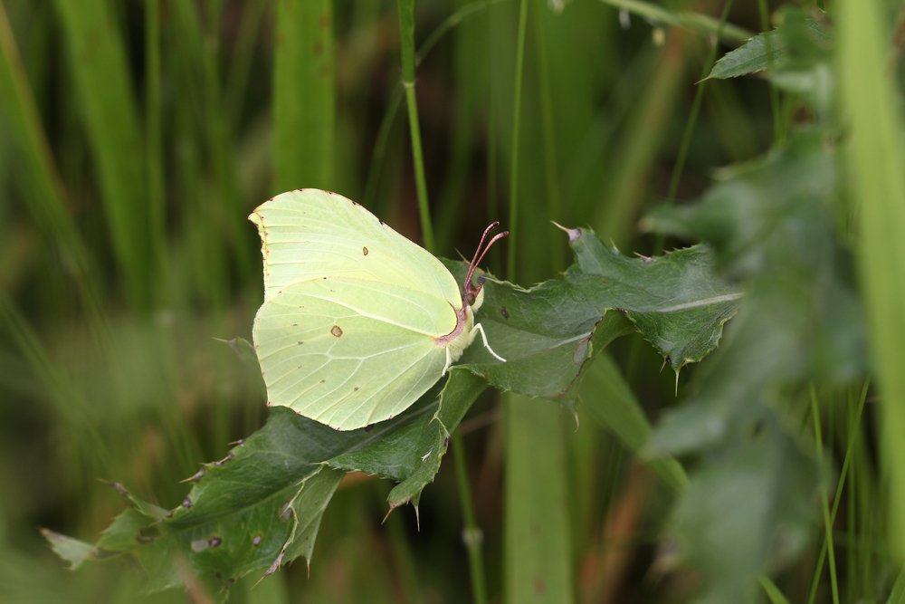 Female brimstone butterfly
