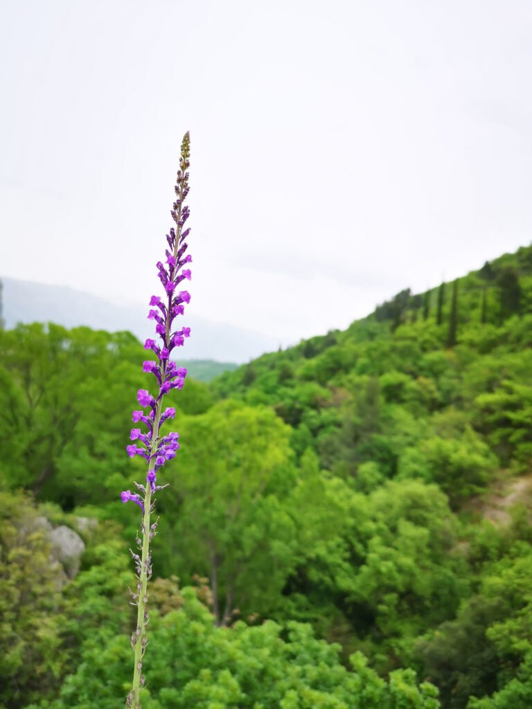 Purple toadflax (Linaria purpurea) with the beautiful background of green trees on the hills
