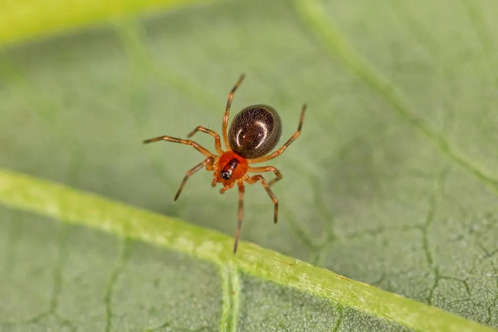 A spider searches to find a new hunting spot
