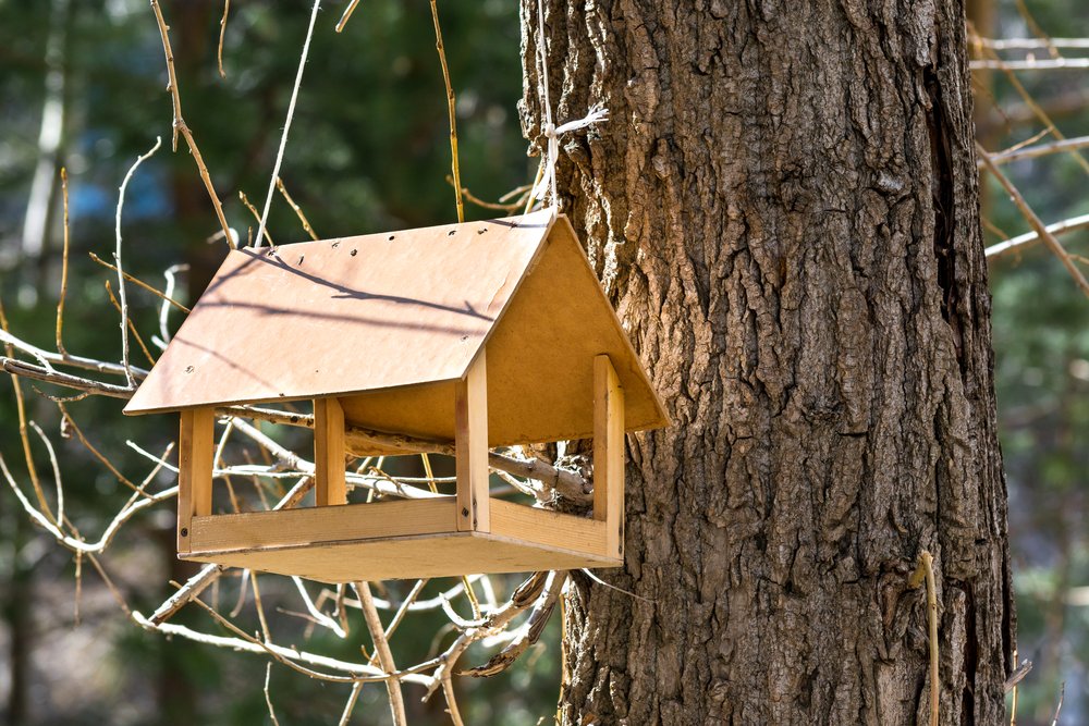 Feeder for squirrels hanging on tree