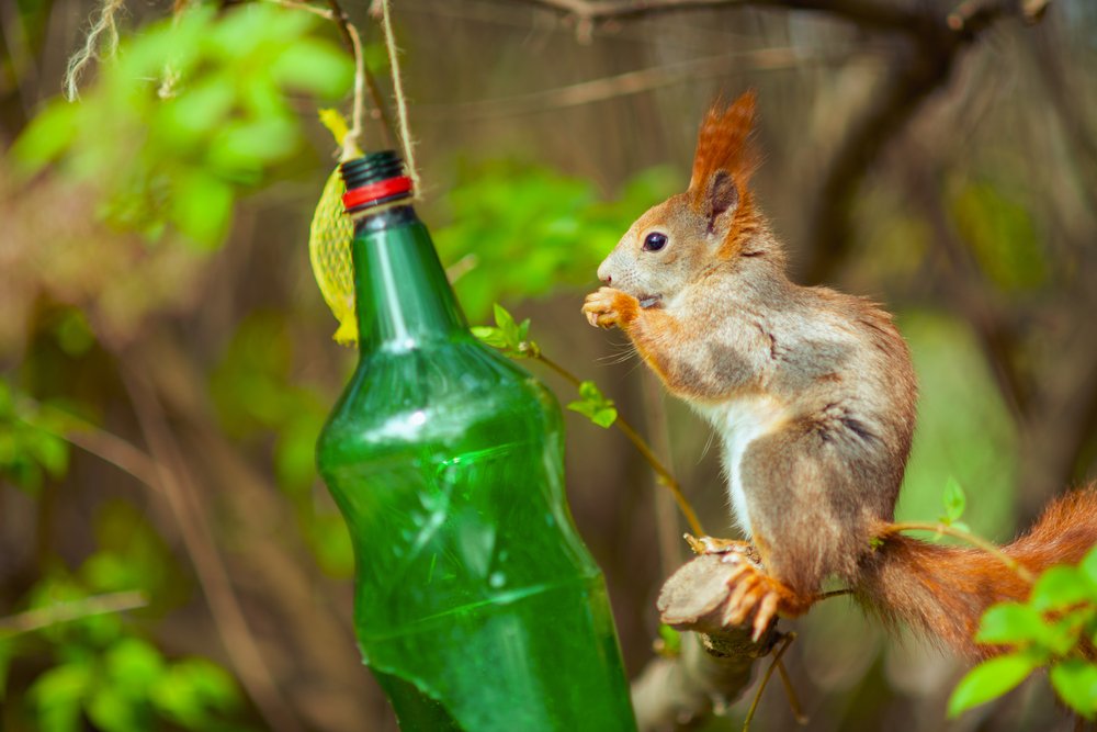 Bottle squirrel feeder
