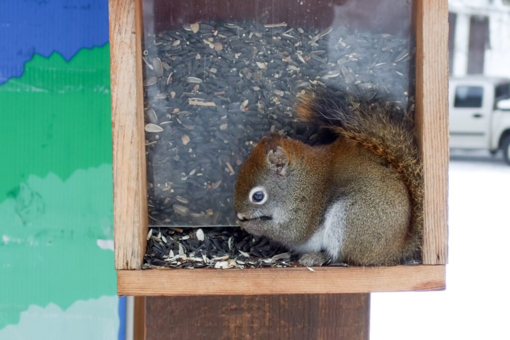 Homemade squirrel feeder
