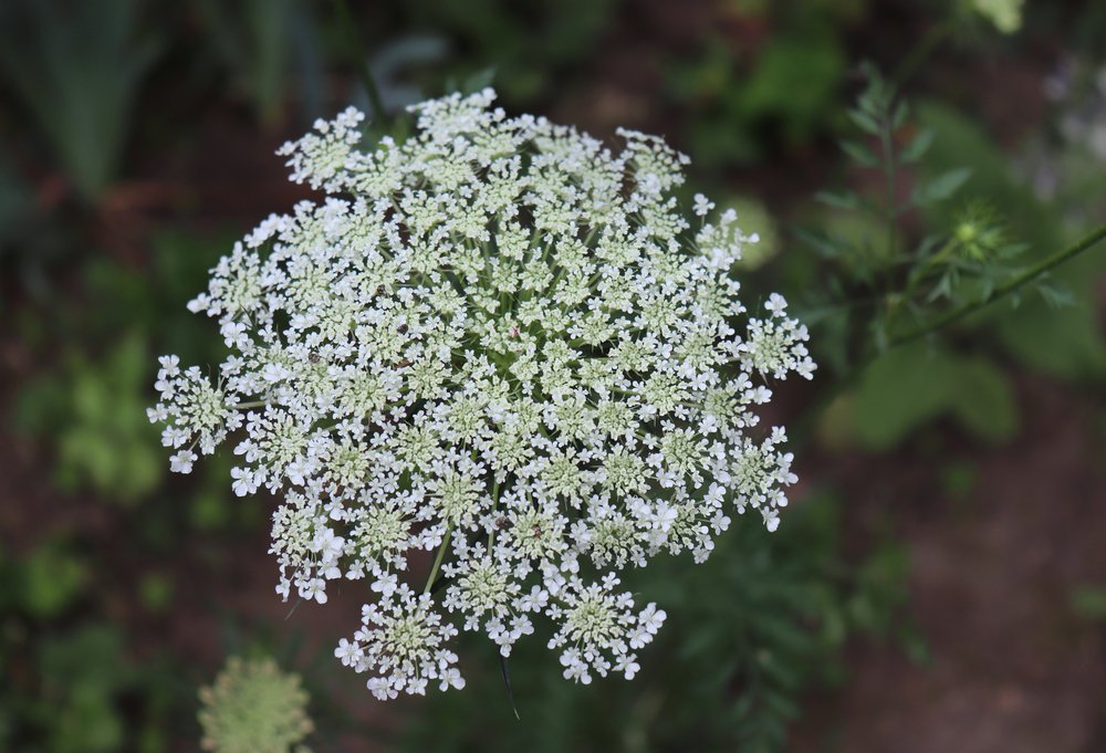 Wild Carrot