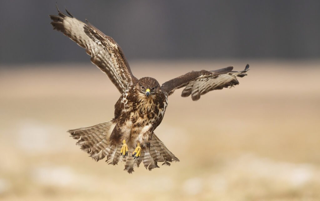 Beautiful Common buzzard in natural habitat