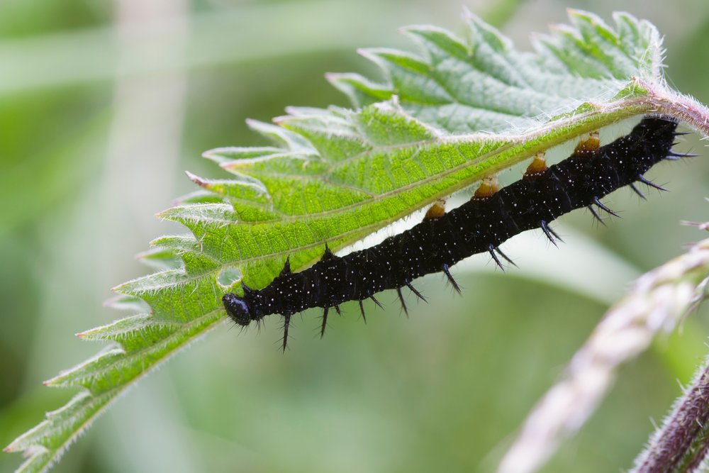 Caterpillar peacock butterfly