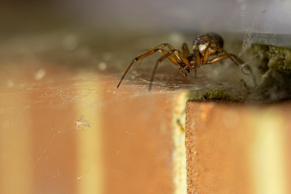Noble false widow going after it's prey trapped in the spider web