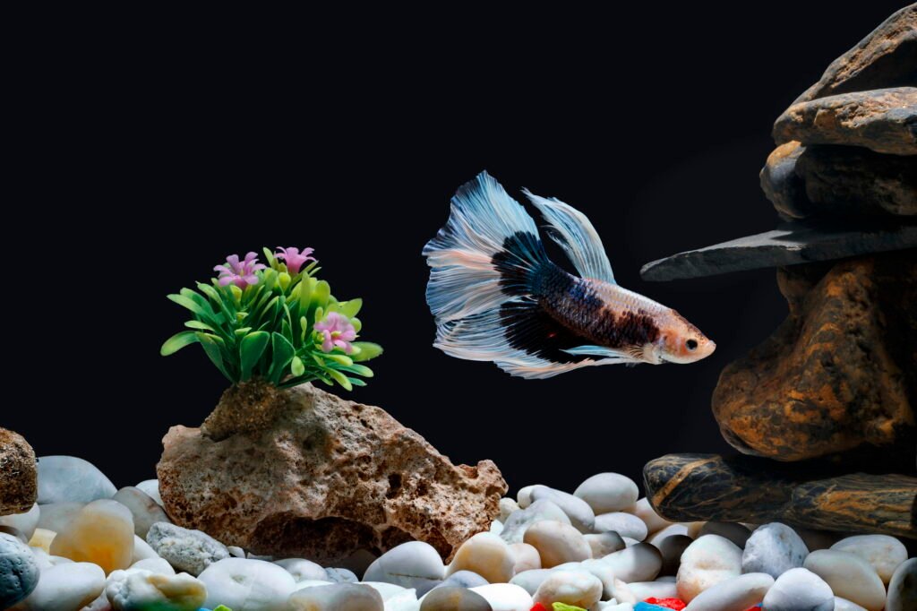 Fighting fish, Siamese fish,