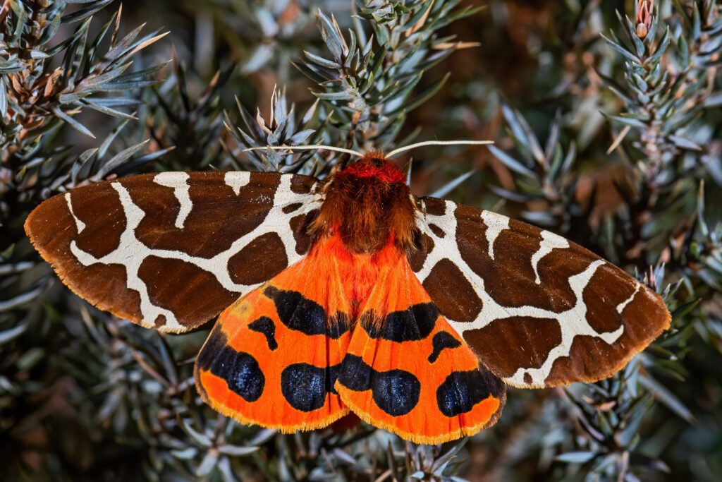 Garden Tiger Moth