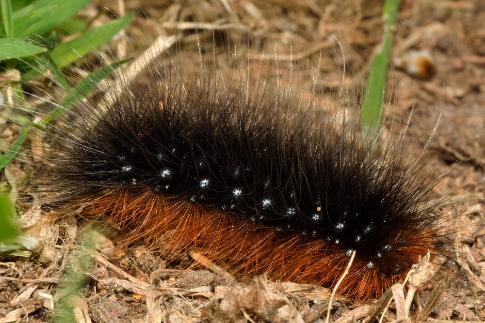 Garden tiger (Arctia caja) caterpillar