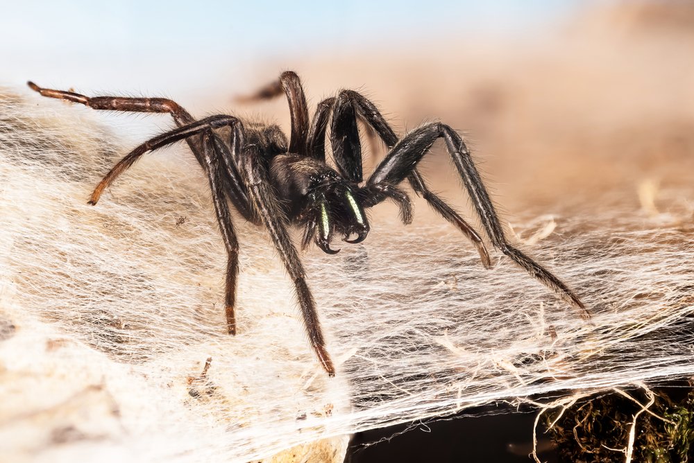 Green-fanged Tube-Web Spider