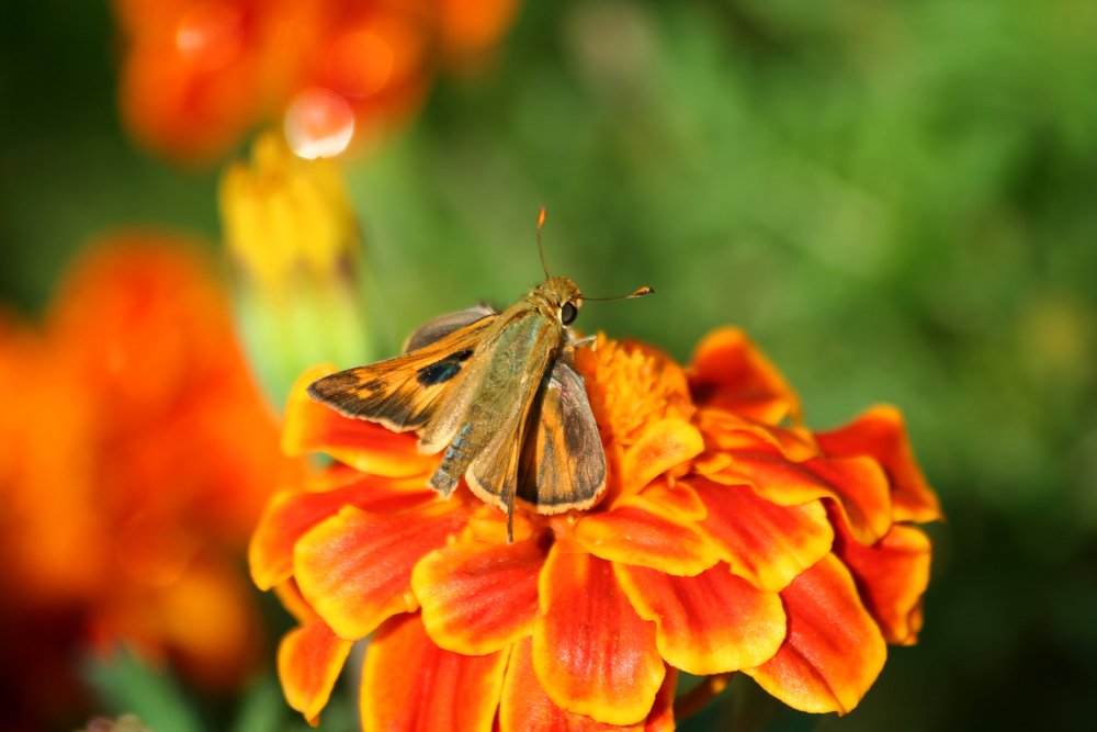 Hummingbird moth on a marigold