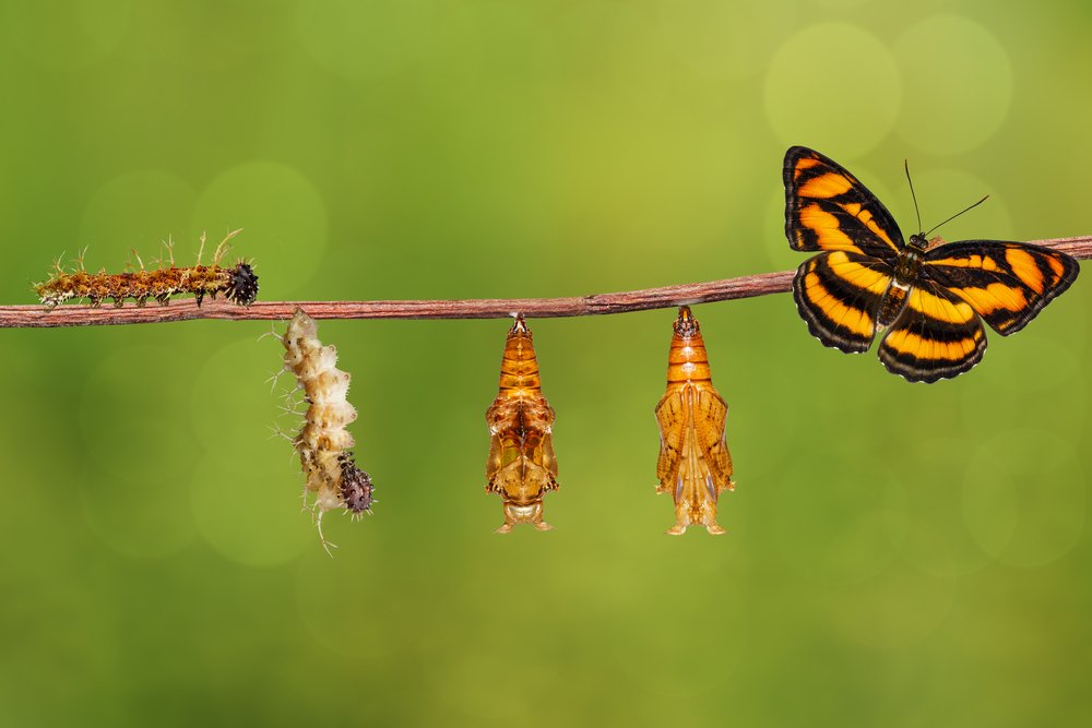 The life cycle of colour sergeant butterfly (Athyma nefte) from caterpillar and pupa