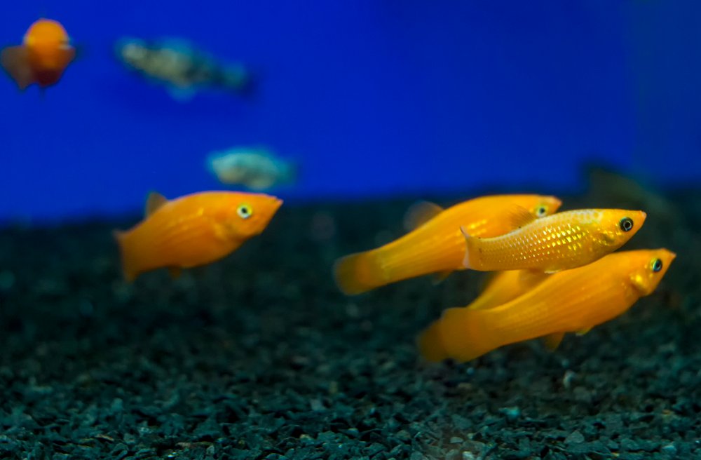 Molly fish