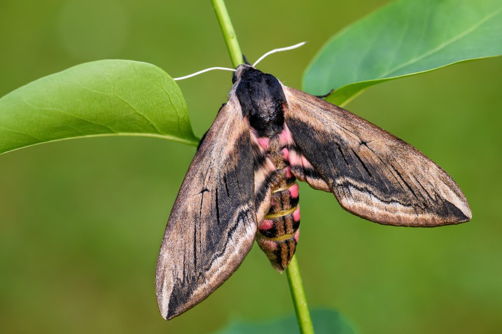 Privet Hawk-moth - Sphinx ligustri