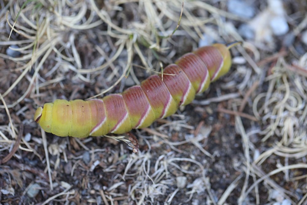 privet hawk moth caterpillar