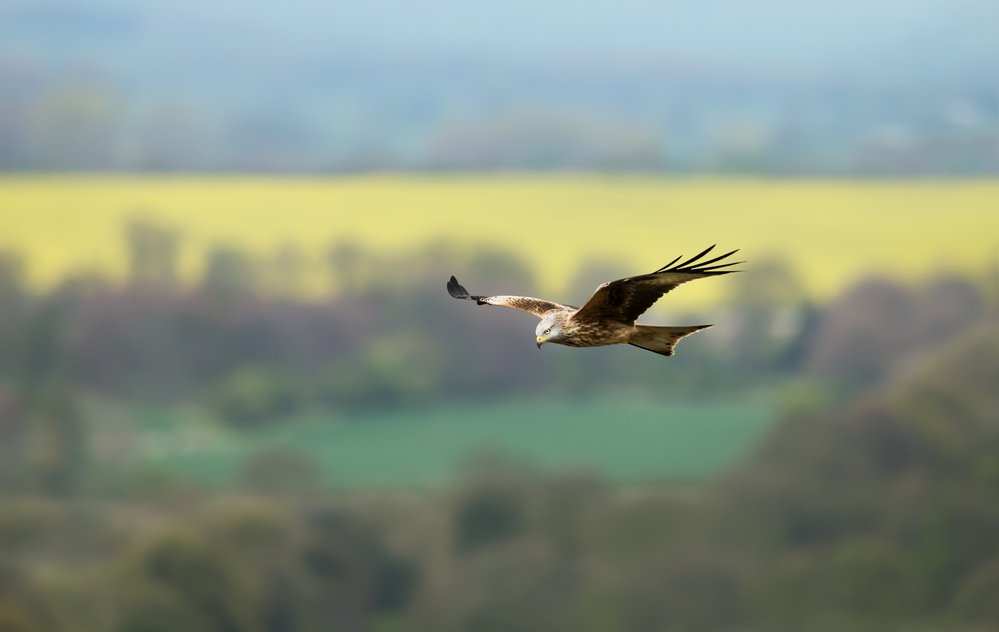 Red kite flying over farmland fields in summer, Oxfordshire, UK