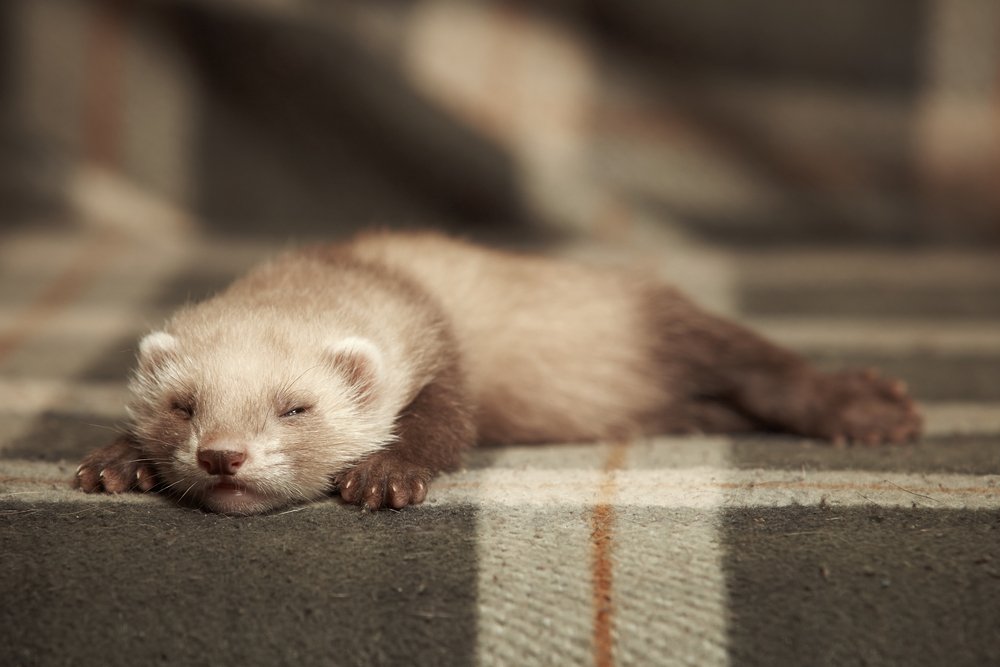 Sleeping chocolate ferret