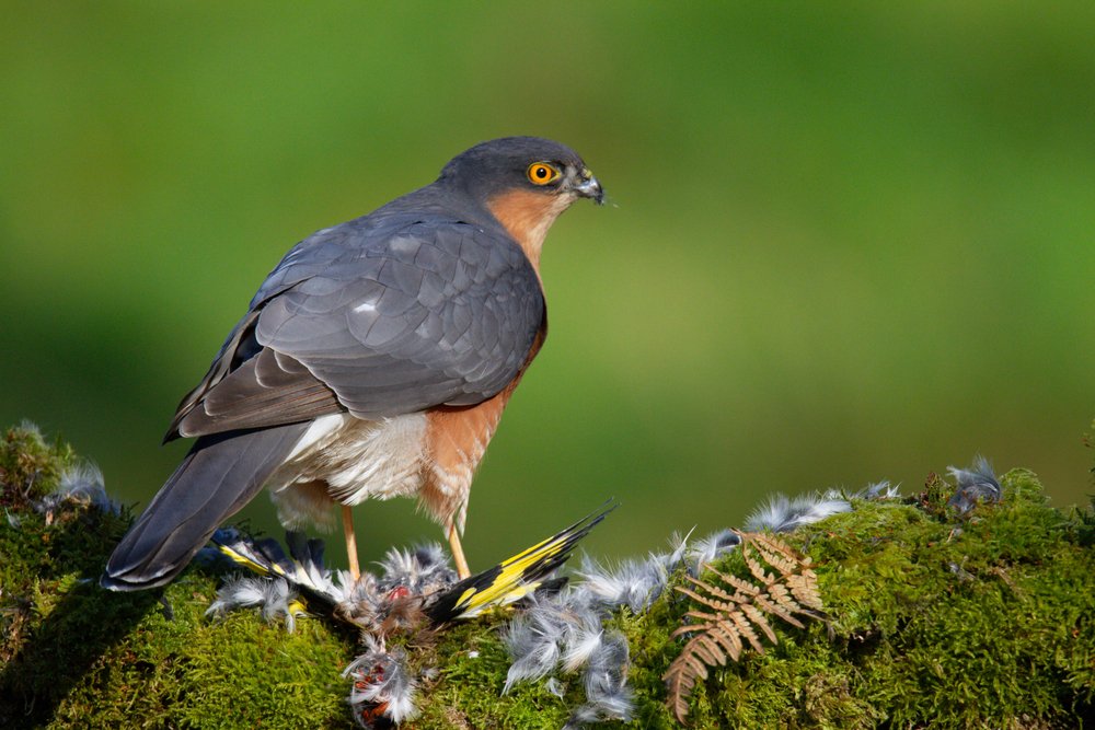 Sparrowhawk (Accipiter nisus), perched sitting on a plucking post