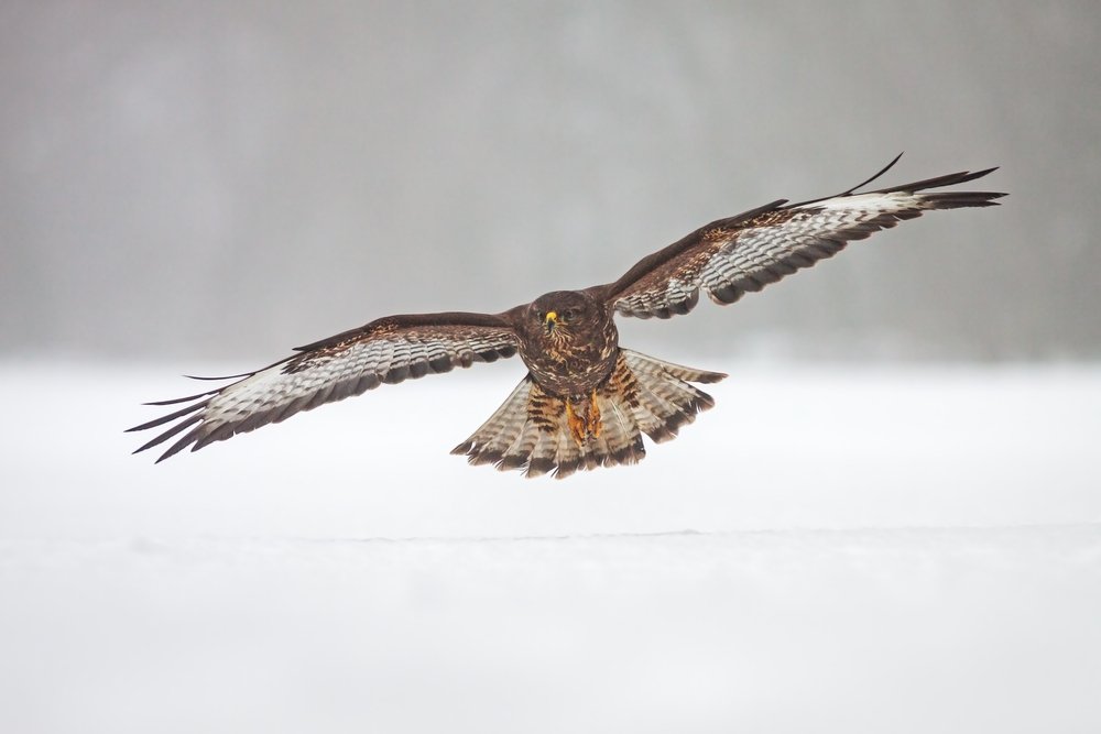 Wild common Buzzard, Buteo buteo, flying over snow