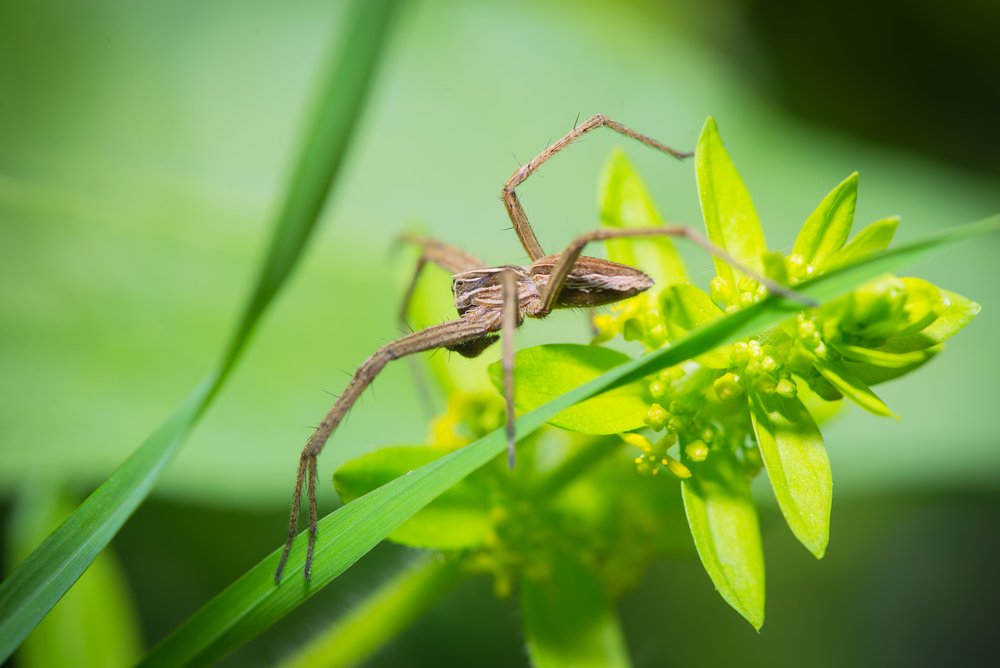 Wolf spider is resting on the grass