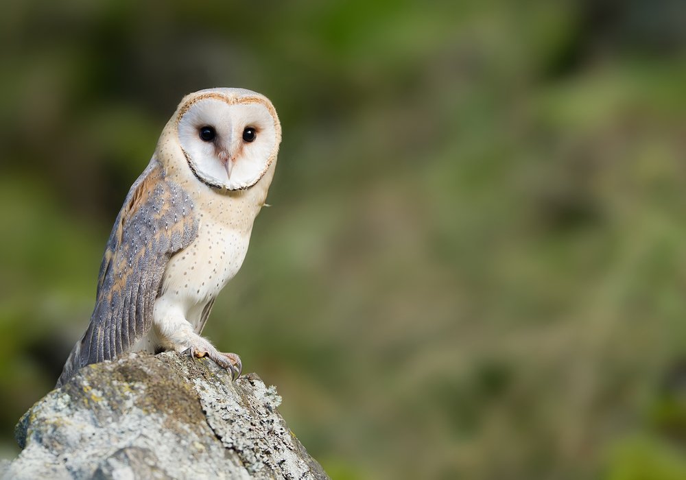 Barn owl sitting on  a rock