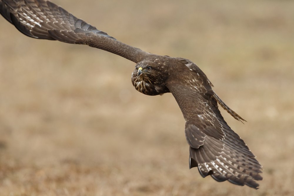 Buzzard in flight