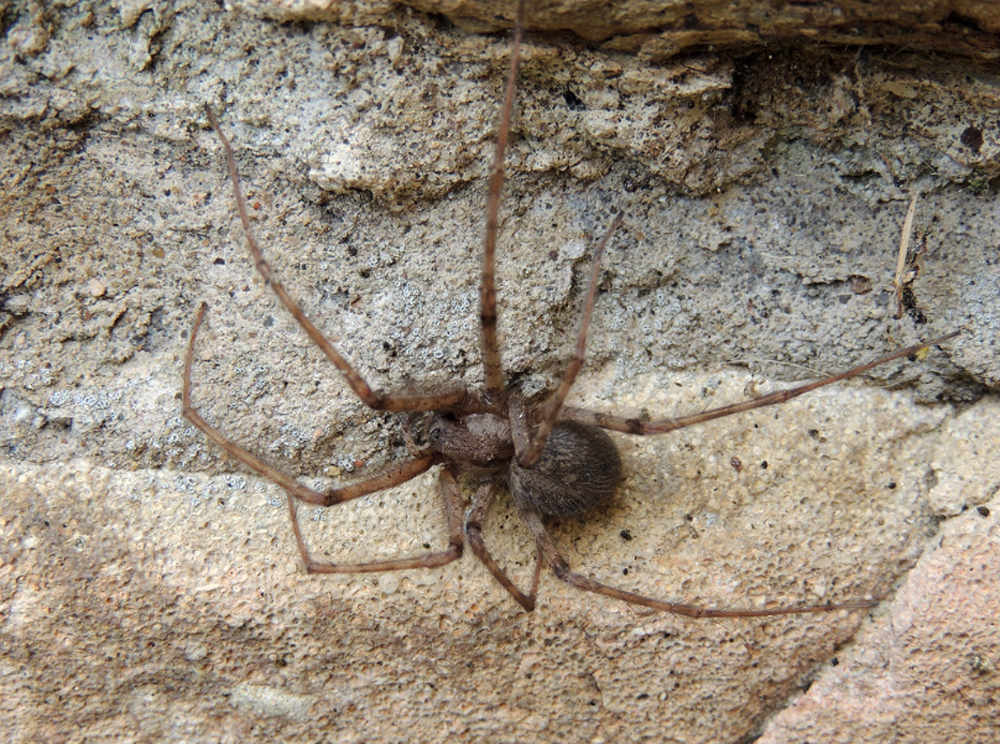 Cardinal spider