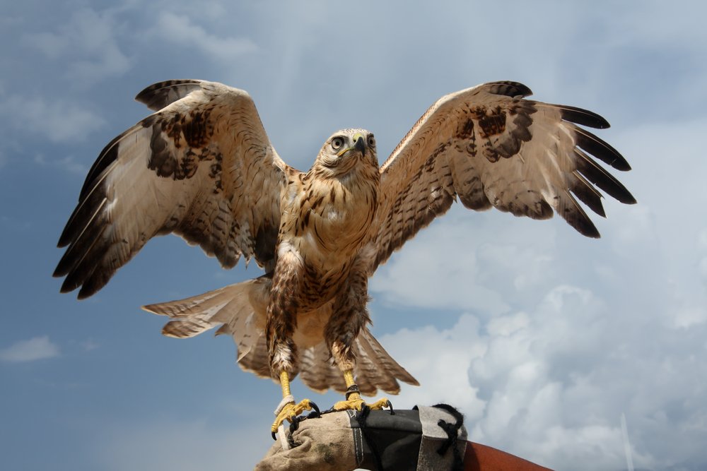 Falcon