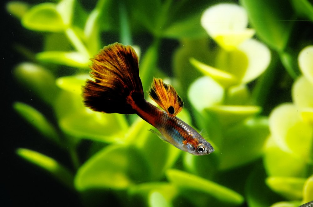 Guppy